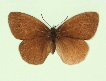 ab. nov Ringlet (Aphantopus hyperanthus)