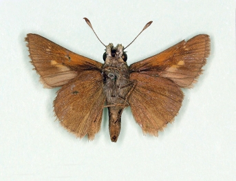 pallidapuncta Silver-spotted Skipper (Hesperia comma)