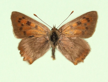 brunnescens Small Copper (Lycaena phlaeas)