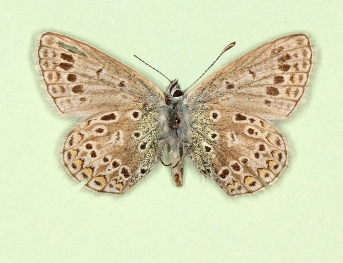 discreta Common Blue (Polyommatus (Lysandra) icarus)