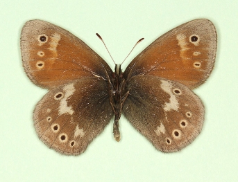impupillata Large heath (Coenonympha tullia)