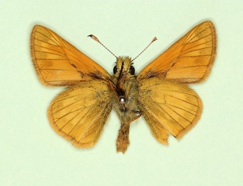 extensa Large Skipper (Ochlodes sylvanus)