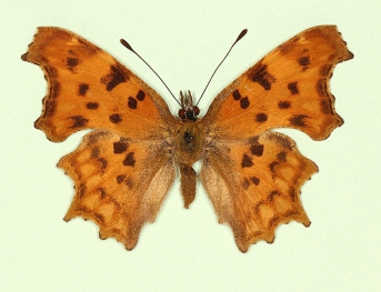hutchinsoni Comma (Polygonia c-album)