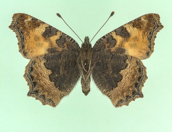 ab. nov Small Tortoiseshell (Aglais urticae)