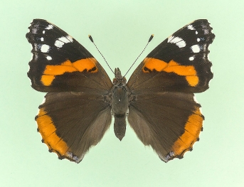 trans ab. cabeauensis Red Admiral (Vanessa atalanta)
