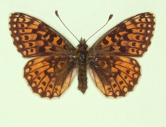 bernhardi Small Pearl-bordered Fritillary (Boloria selene)