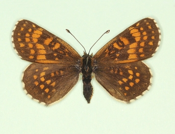 nigromarginata Heath Fritillary (Melitaea athalia)