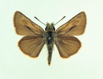 alba Lulworth Skipper (Thymelicus acteon)