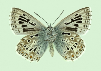 antico-extensa Chalkhill Blue (Polyommatus (Lysandra) coridon)