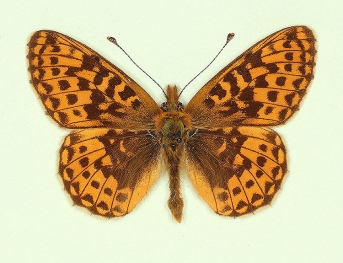 ovalis Pearl-bordered Fritillary (Boloria euphrosyne)