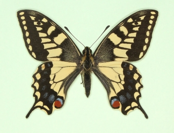 atrofasciata + hiemalis Swallowtail (Papilio machaon)