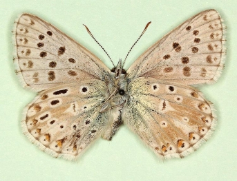 dexpostdiscoelongata Chalkhill Blue (Polyommatus (Lysandra) coridon)