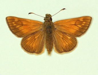 pseudoesperi Large Skipper (Ochlodes sylvanus)