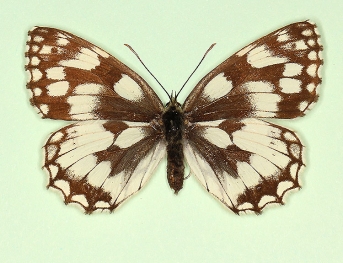 zobeli Marbled White (Melanargia galathea)