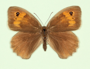 addenda Meadow Brown (Maniola jurtina)