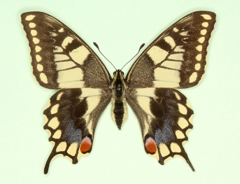 spuleri Swallowtail (Papilio machaon)