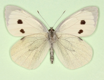 nov Large White (Pieris brassicae)