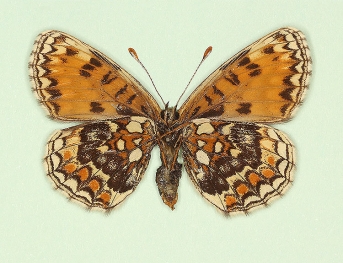 postfuscofasciata Heath Fritillary (Melitaea athalia)