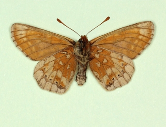melanoleuca Marsh Fritillary (Euphydryas aurinia)