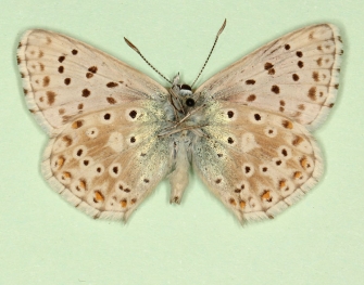 bilunulata Chalkhill Blue (Polyommatus (Lysandra) coridon)
