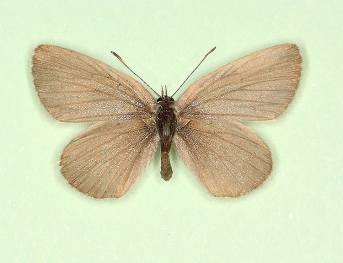 nov Small Blue (Cupido minimus)