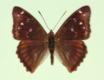 lugenda Purple Emperor (Apatura iris)