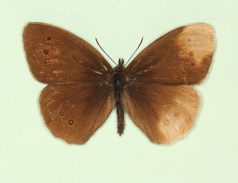 sinis-pathological Ringlet (Aphantopus hyperanthus)
