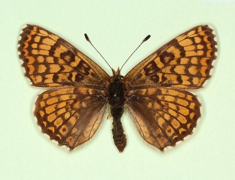 matisconensis Glanville Fritillary (Melitaea cinxia)