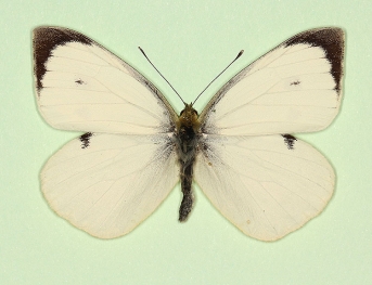 nigronotata Large White (Pieris brassicae)