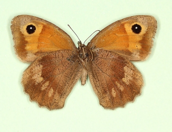 postmultifidus Meadow Brown (Maniola jurtina)