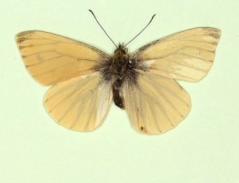 irregularis Green-veined White (Pieris napi)