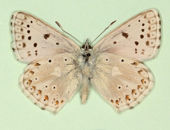 albescens + postobsoleta Chalkhill Blue (Polyommatus (Lysandra) coridon)