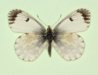 radiata Orange-tip (Anthocharis cardamines)