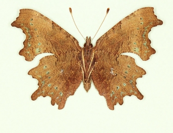 nov Comma (Polygonia c-album)