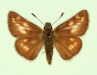 intermedia Large Skipper (Ochlodes sylvanus)