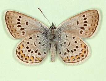 glomerata Silver-studded Blue (Plebejus argus)