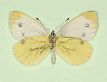 gynandromorph Green-veined White (Pieris napi)