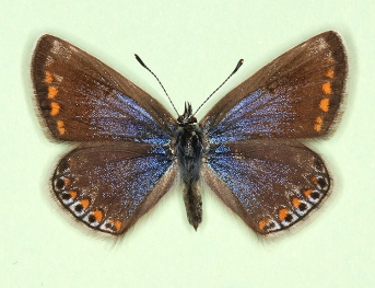 nov Common Blue (Polyommatus (Lysandra) icarus)