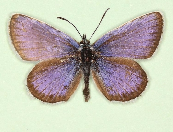 antisinispathological Silver-studded Blue (Plebejus argus)