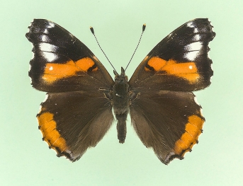 klemensiewiczi Red Admiral (Vanessa atalanta)