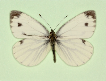 Bilateral gynandromorph Green-veined White (Pieris napi)