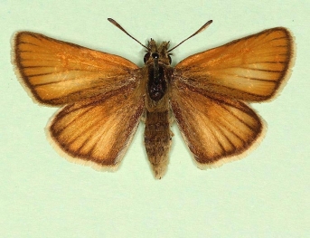 pathological Essex Skipper (Thymelicus lineola)
