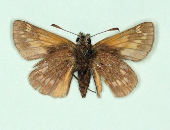 conflua Silver-spotted Skipper (Hesperia comma)