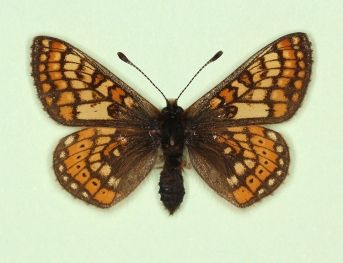 rectiangula Marsh Fritillary (Euphydryas aurinia)