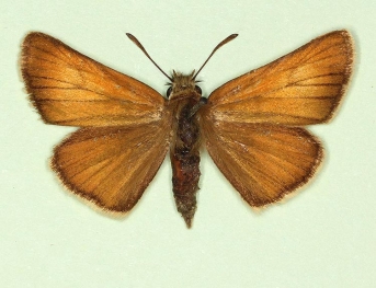 pallidiscus Small Skipper (Thymelicus sylvestris)