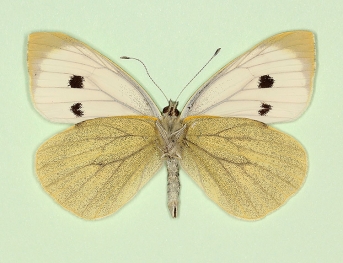venata Large White (Pieris brassicae)