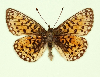 trans ab. pleisiensis Small Pearl-bordered Fritillary (Boloria selene)