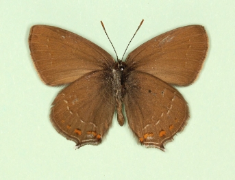 paupera Black Hairstreak (Satyrium pruni)