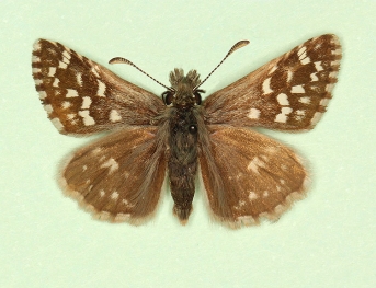 ab. nov Grizzled Skipper (Pyrgus malvae)