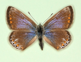 posticocaeruleolunulata Common Blue (Polyommatus (Lysandra) icarus)